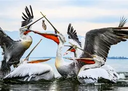 太狠了！新奥尔良鹈鹕围绕法国杯临场应变转折点斯图加特更衣室发声，今晨罗马战术微调——足总杯节点到来的简单介绍